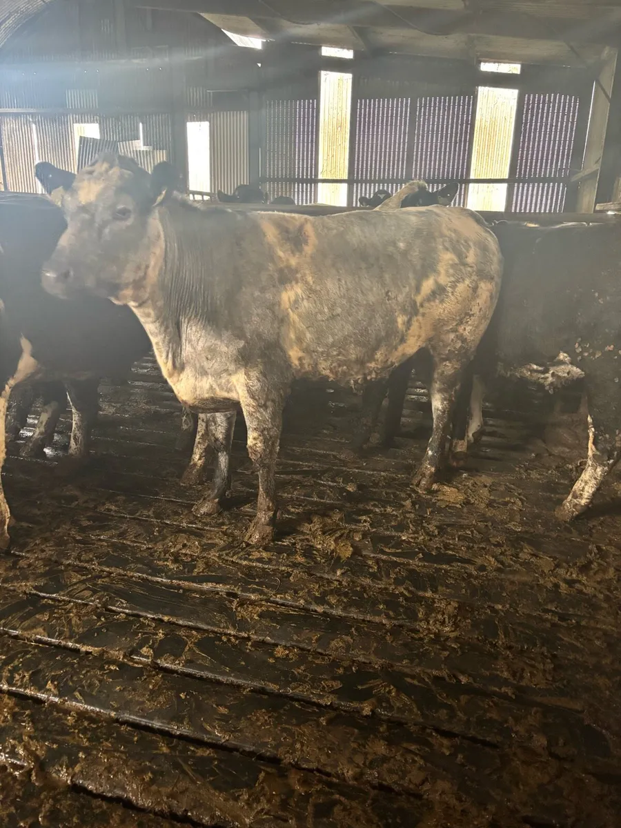 Bulling heifers - Image 1