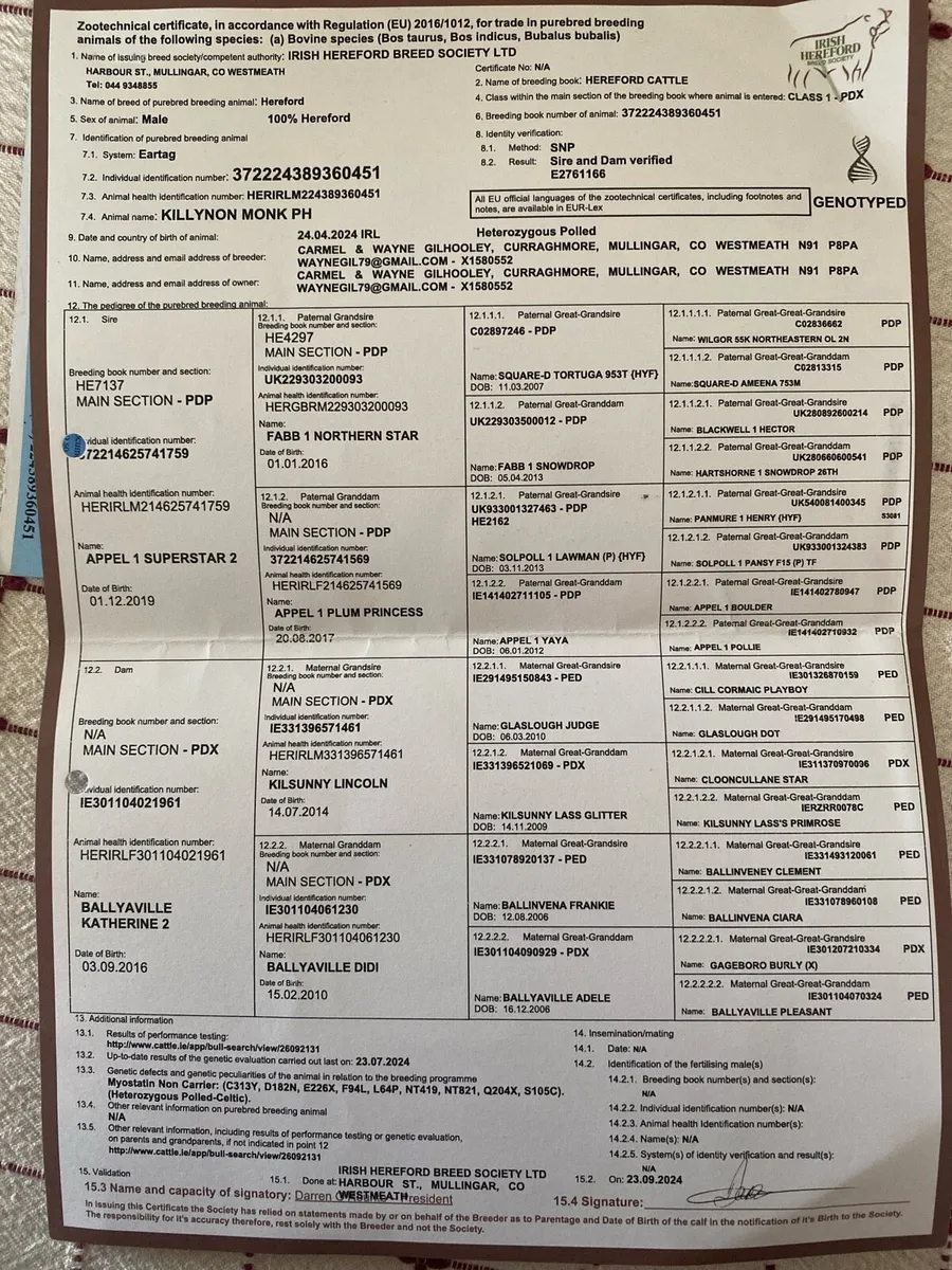 Hereford bull (22 months) - Image 3