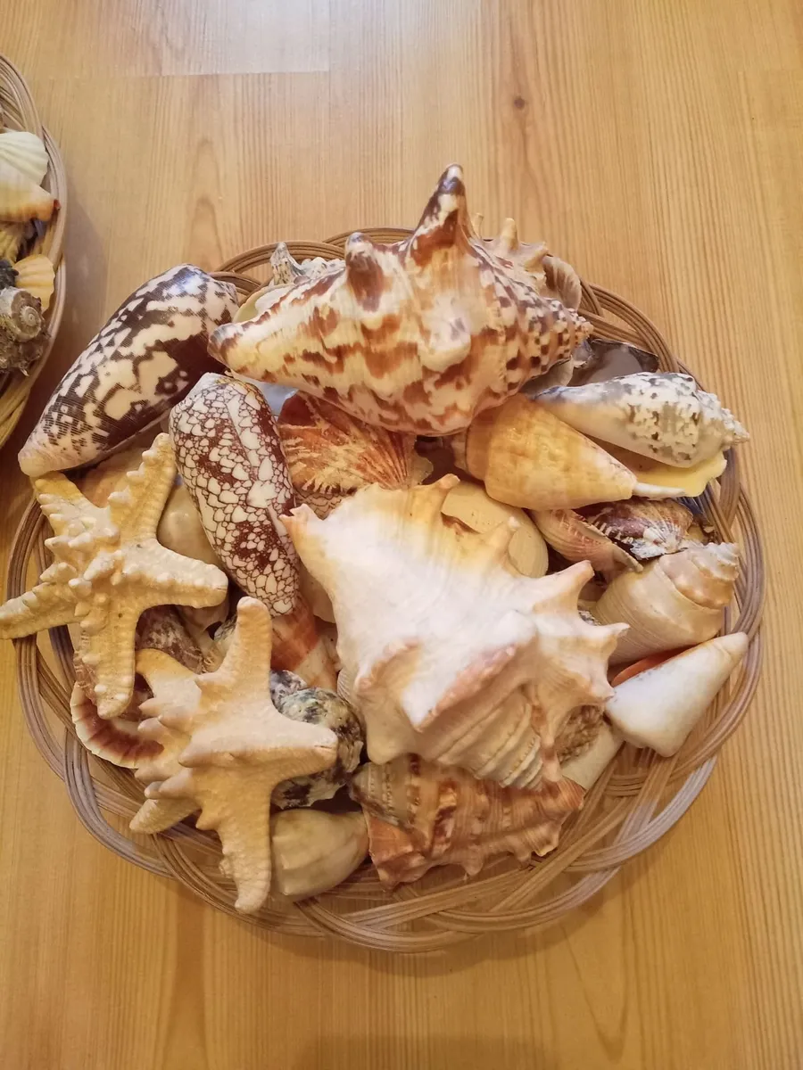 Seashells - Image 2