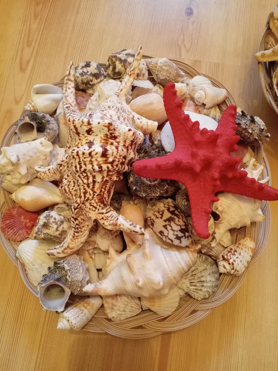 Seashells - Image 4