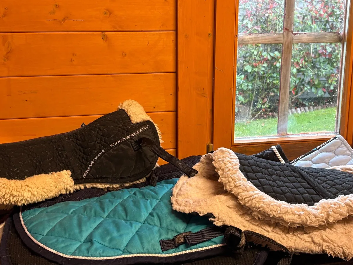 Horse equipment - Image 3