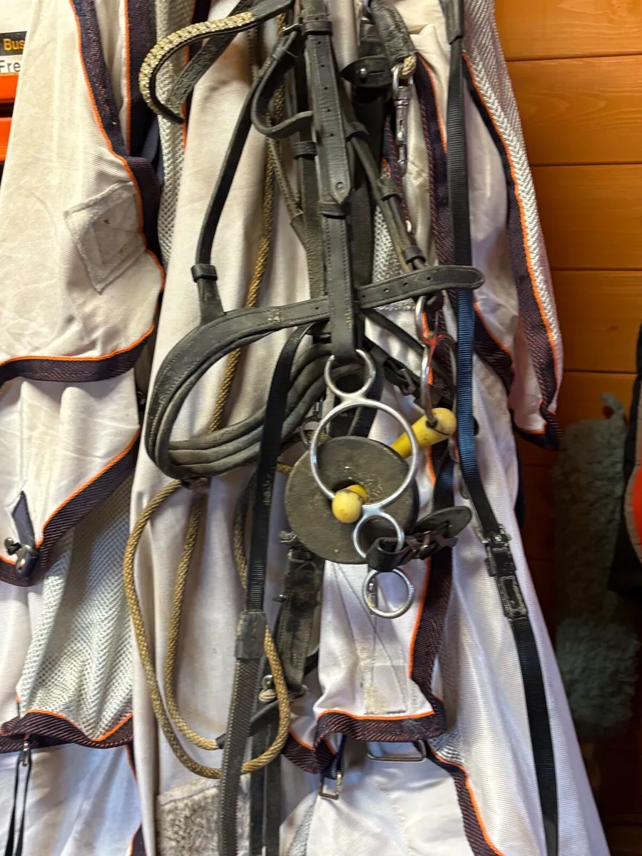 Horse equipment - Image 4