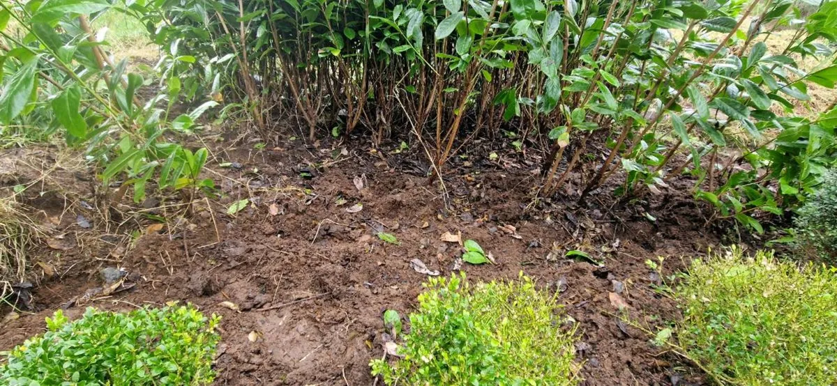 LAUREL HEDGING LAST 50 - Image 3