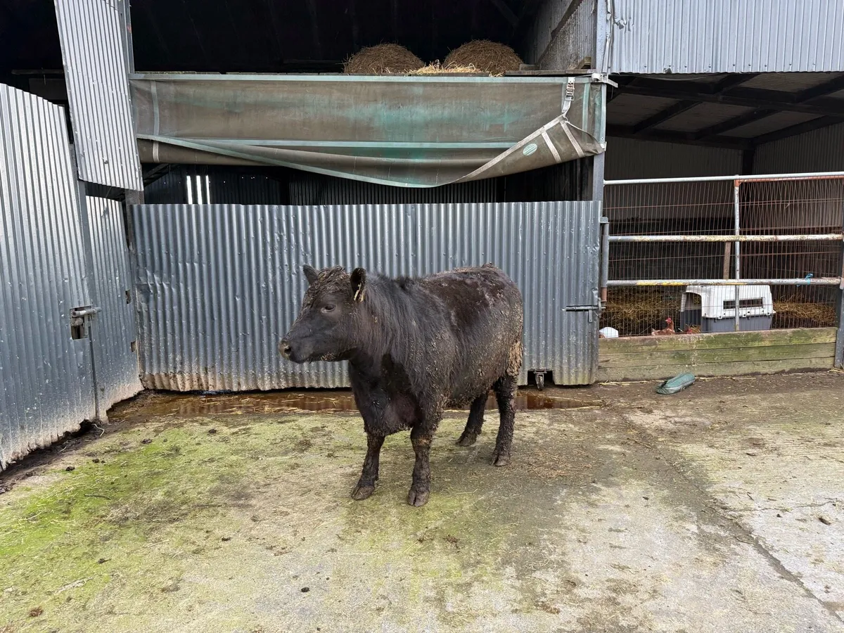 Pedigree Aberdeen Angus Heifers - Image 1