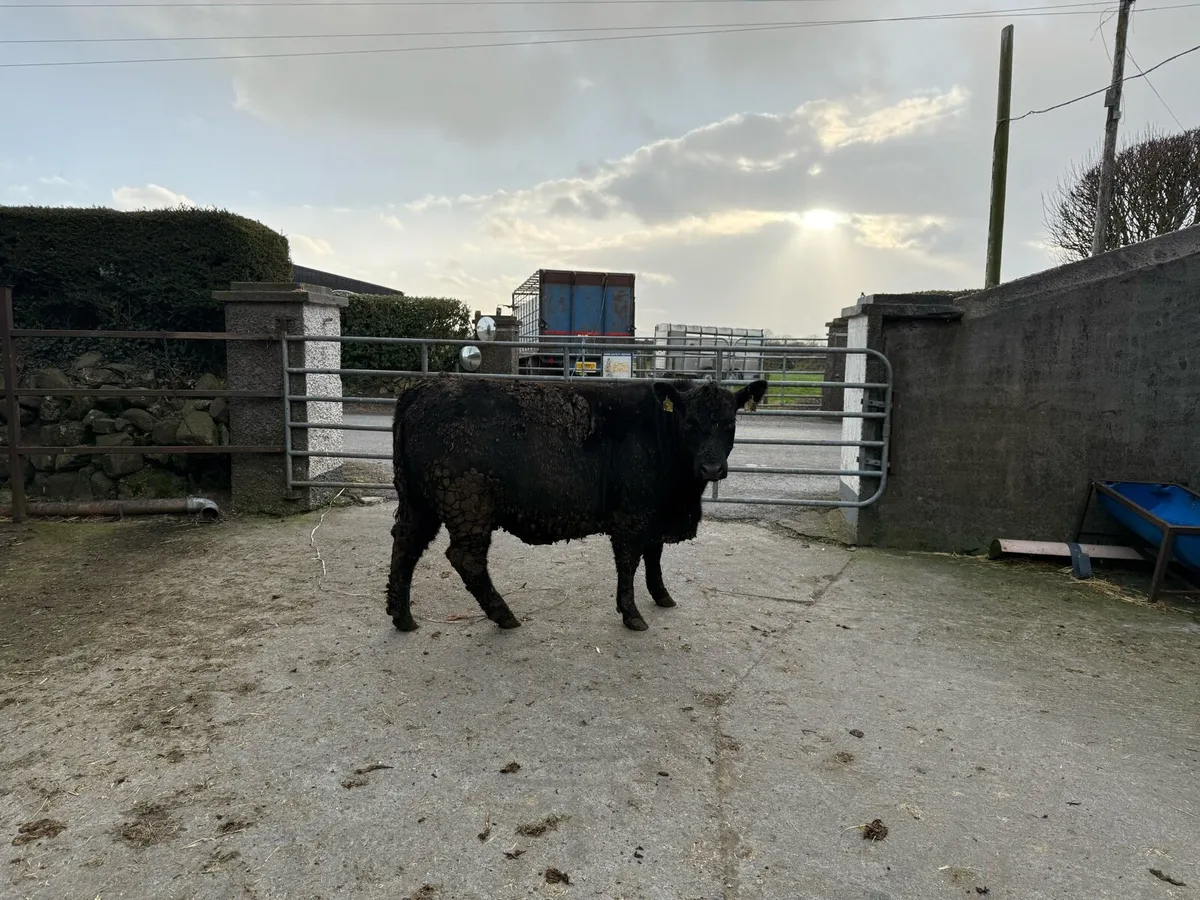 Pedigree Aberdeen Angus Heifers - Image 2