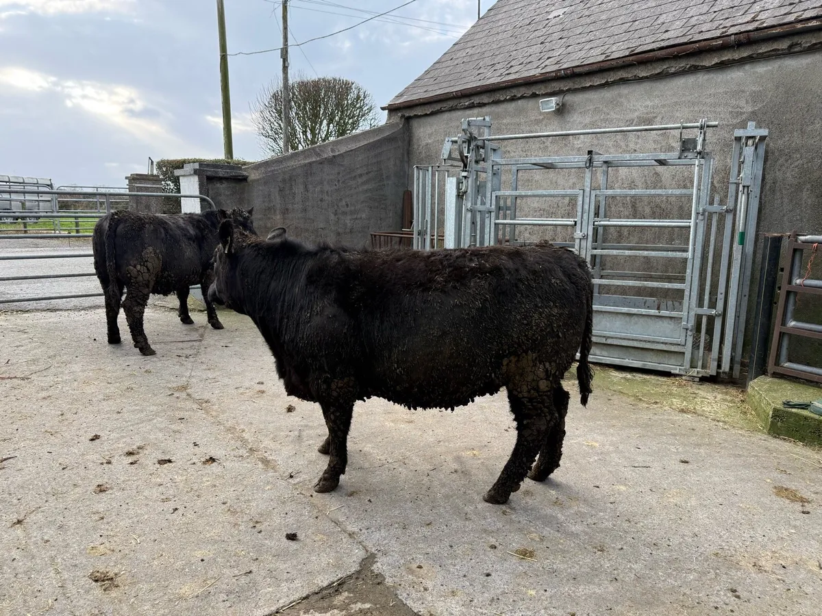 Pedigree Aberdeen Angus Heifers - Image 4