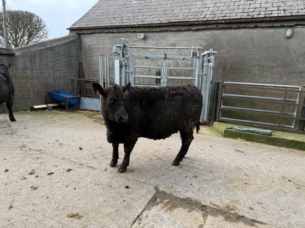 Pedigree Aberdeen Angus Heifers - Image 3