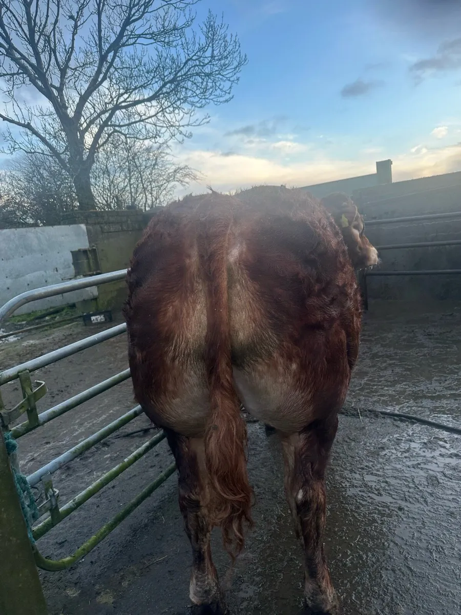 Limousin Bulls - Image 2