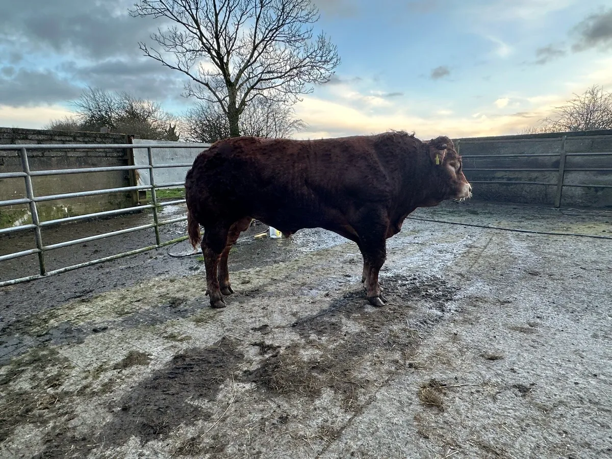 Limousin Bulls - Image 3