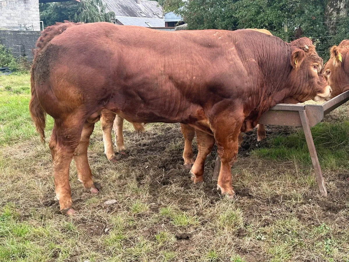 Limousin Bulls - Image 4