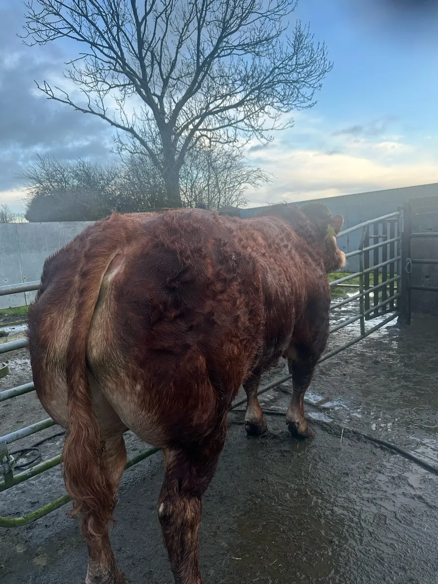 Limousin Bulls - Image 1