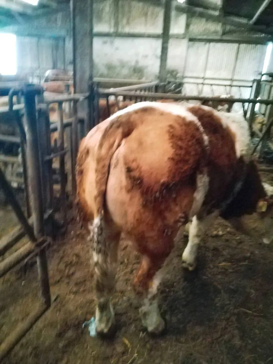 Simmental Bull - Image 1