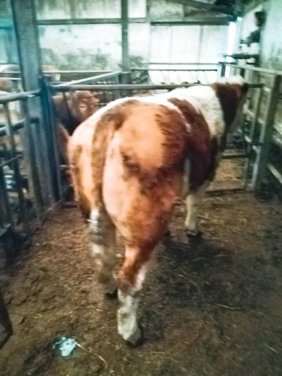 Simmental Bull - Image 2