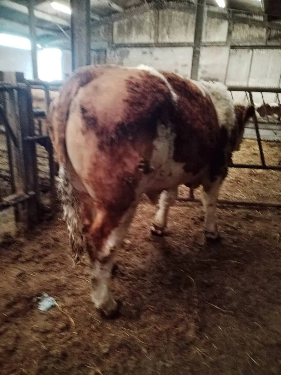 Simmental Bull - Image 3