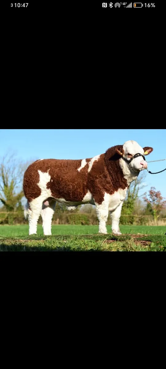 Simmental Bull - Image 4