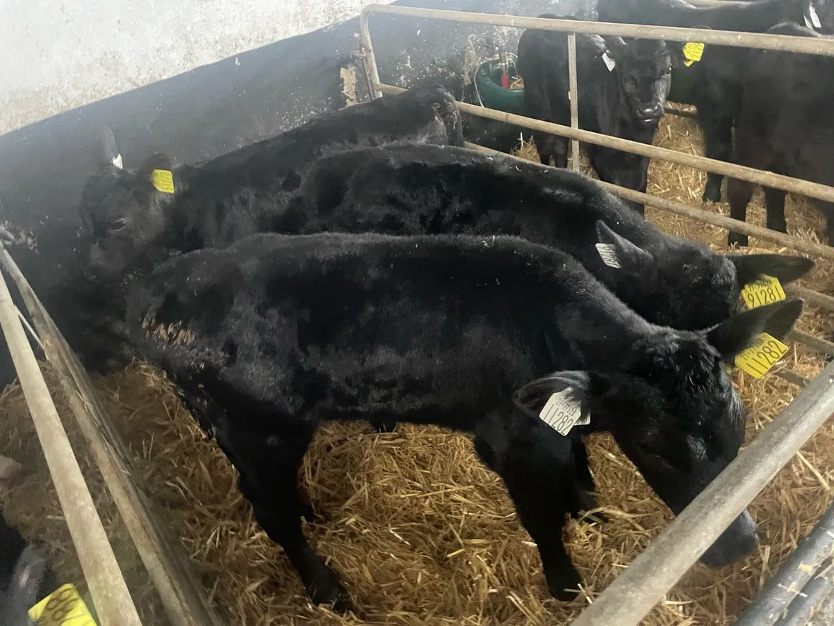 Angus calves - Image 1