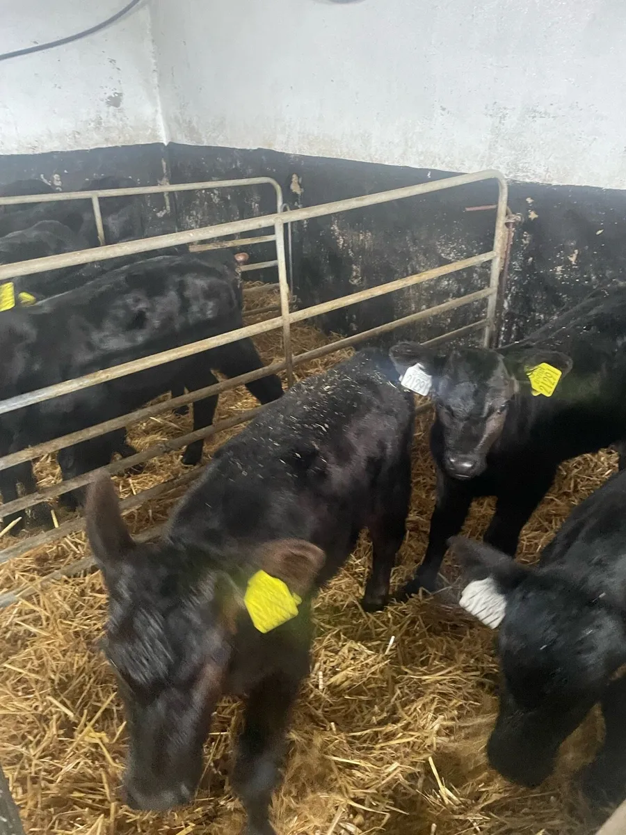 Angus calves - Image 2