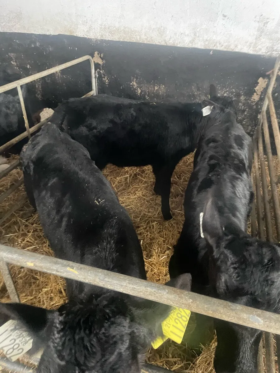 Angus calves - Image 3