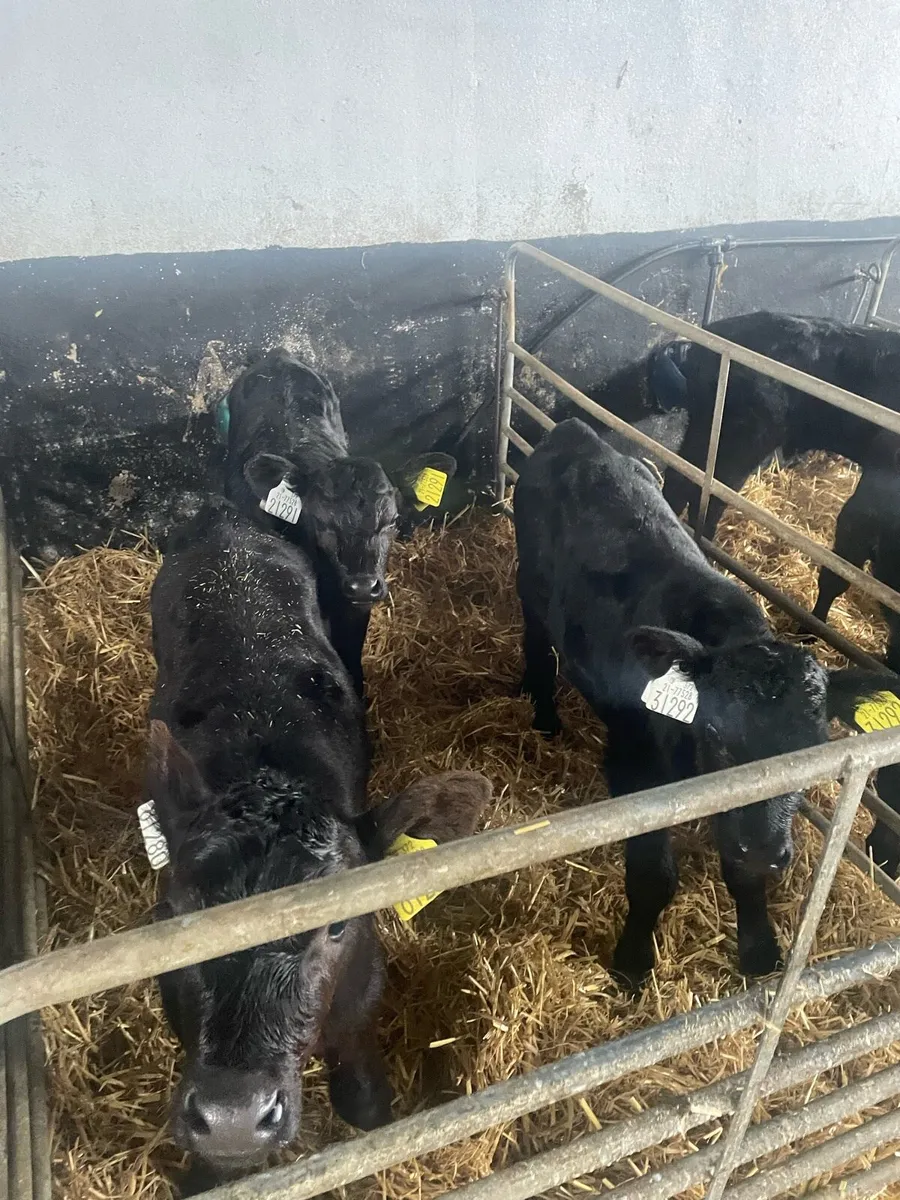 Angus calves - Image 4