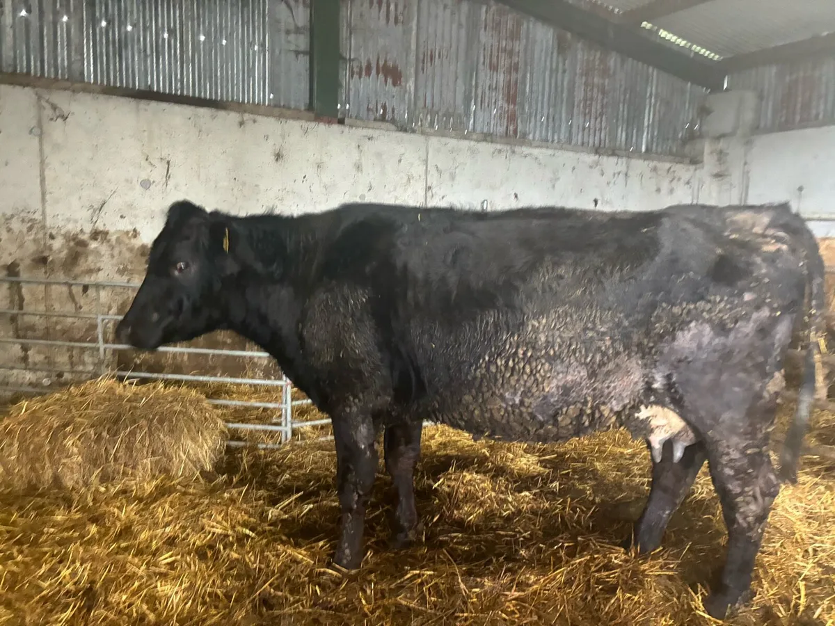 Foster cow - Image 2