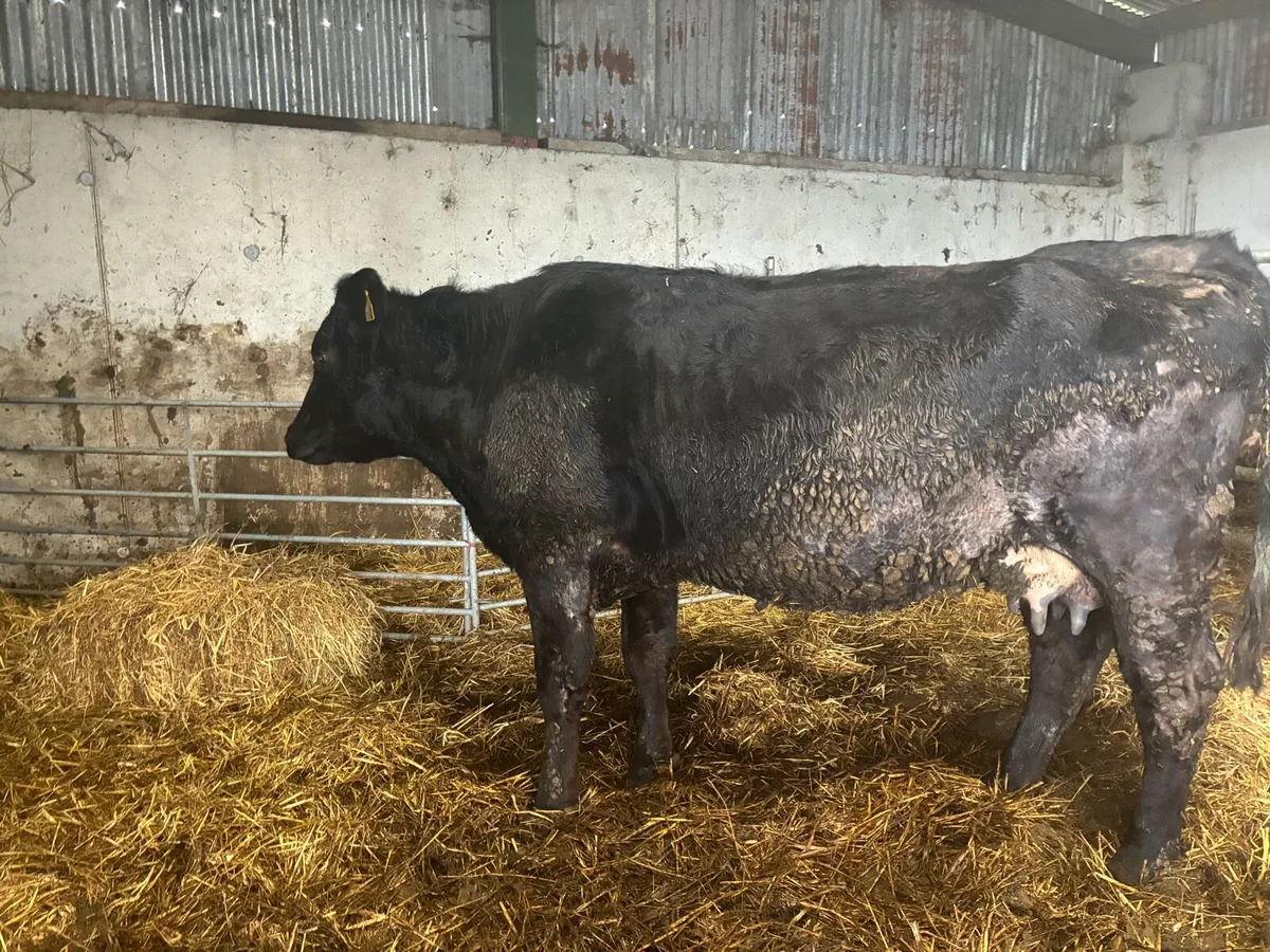 Foster cow - Image 1