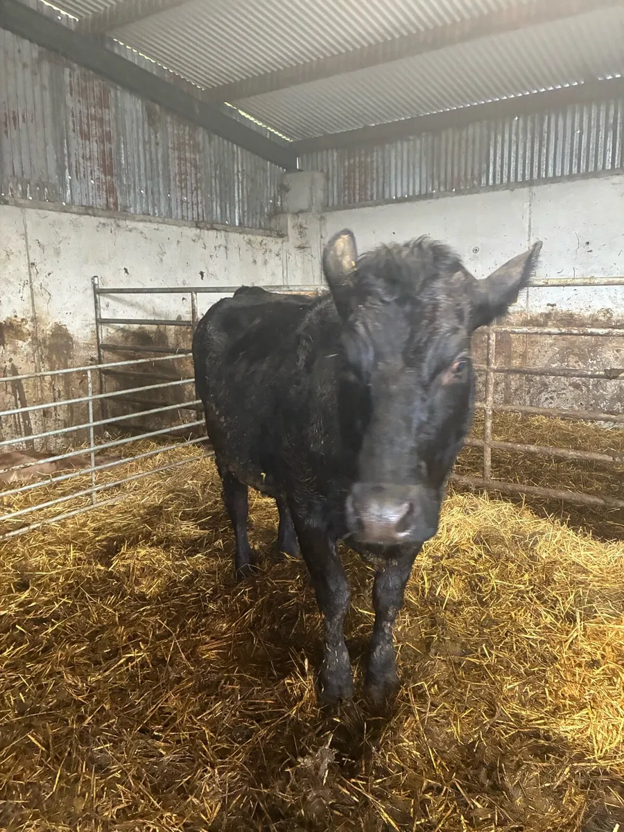 Foster cow - Image 3