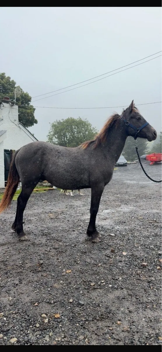 Connemara pony - Image 1