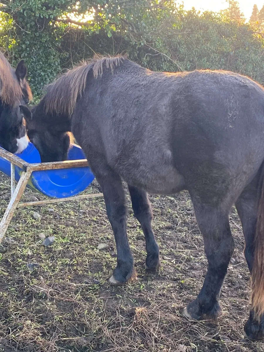 Connemara pony - Image 4
