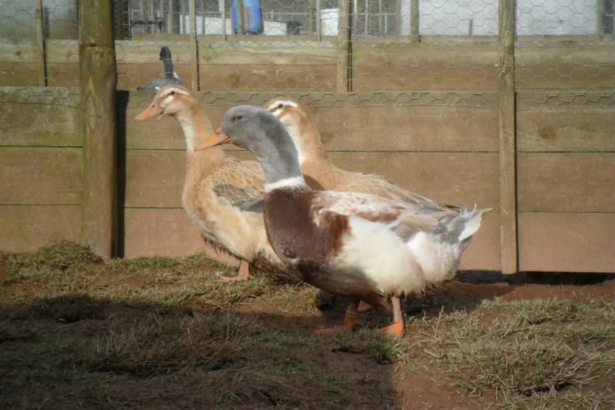 *Taking Preorders* - Image 1