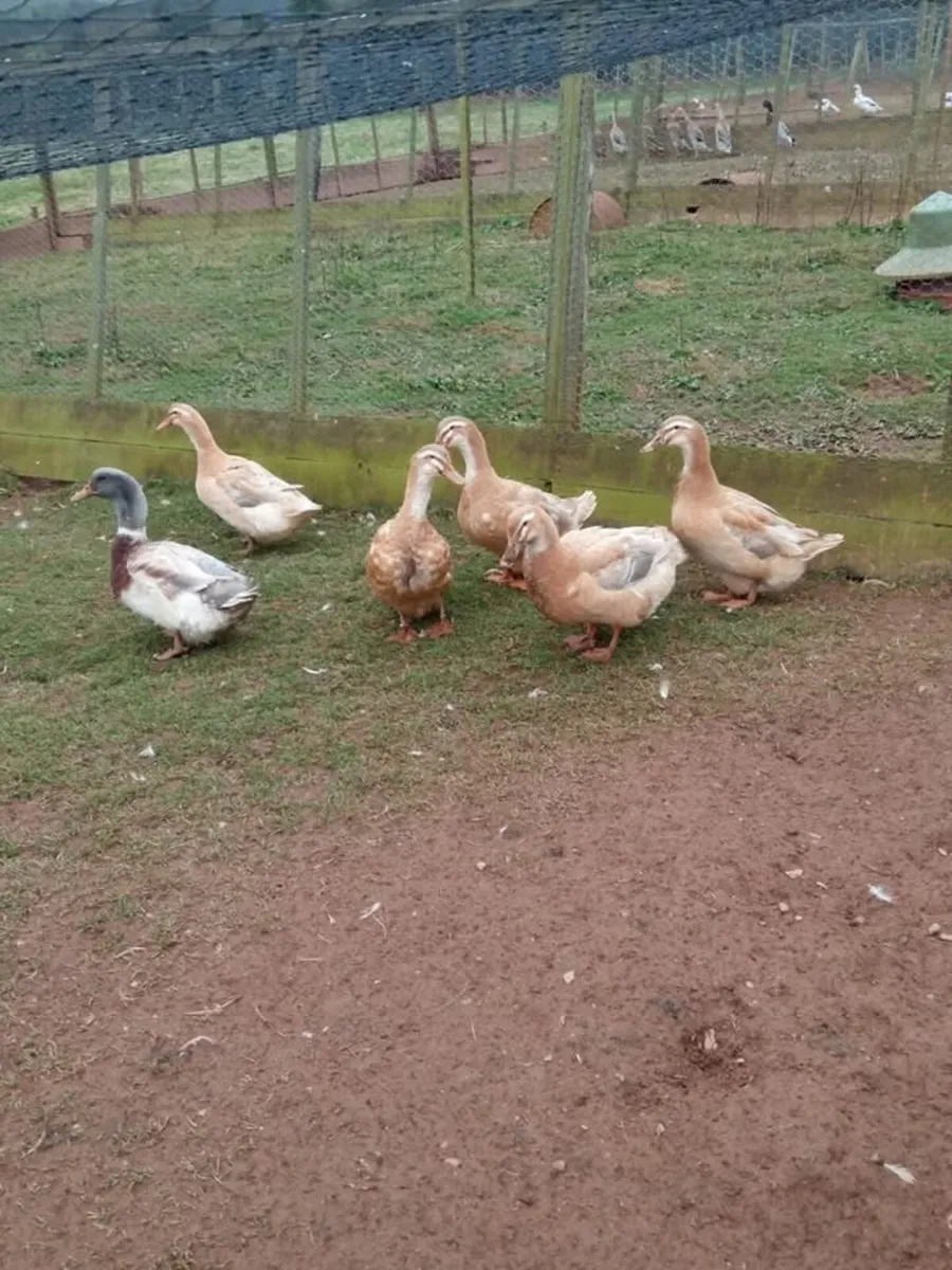 *Taking Preorders* - Image 2