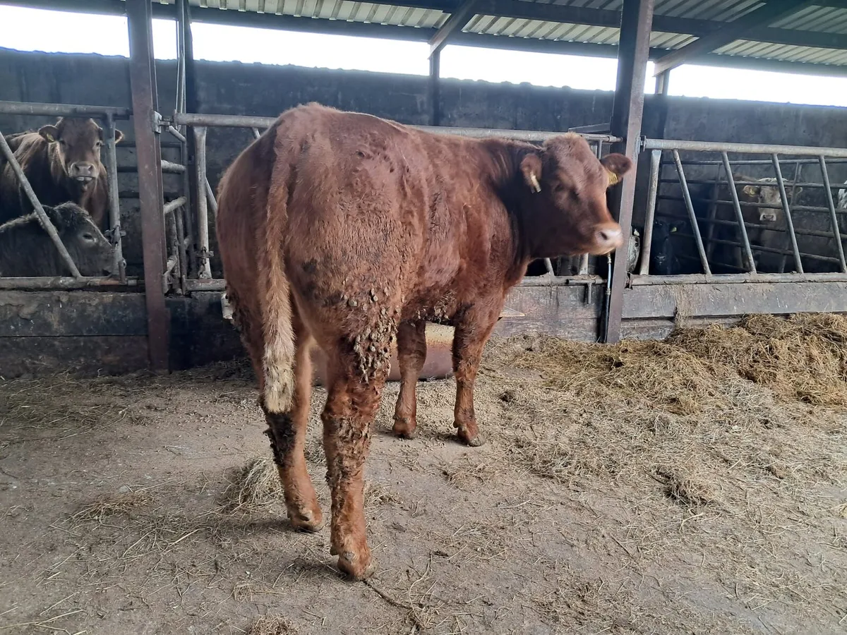 Serious breeding heifer - Image 2
