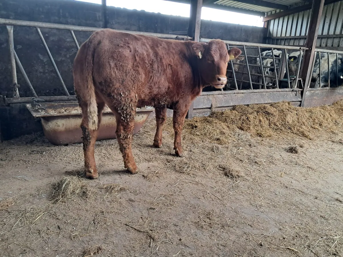 Serious breeding heifer - Image 1