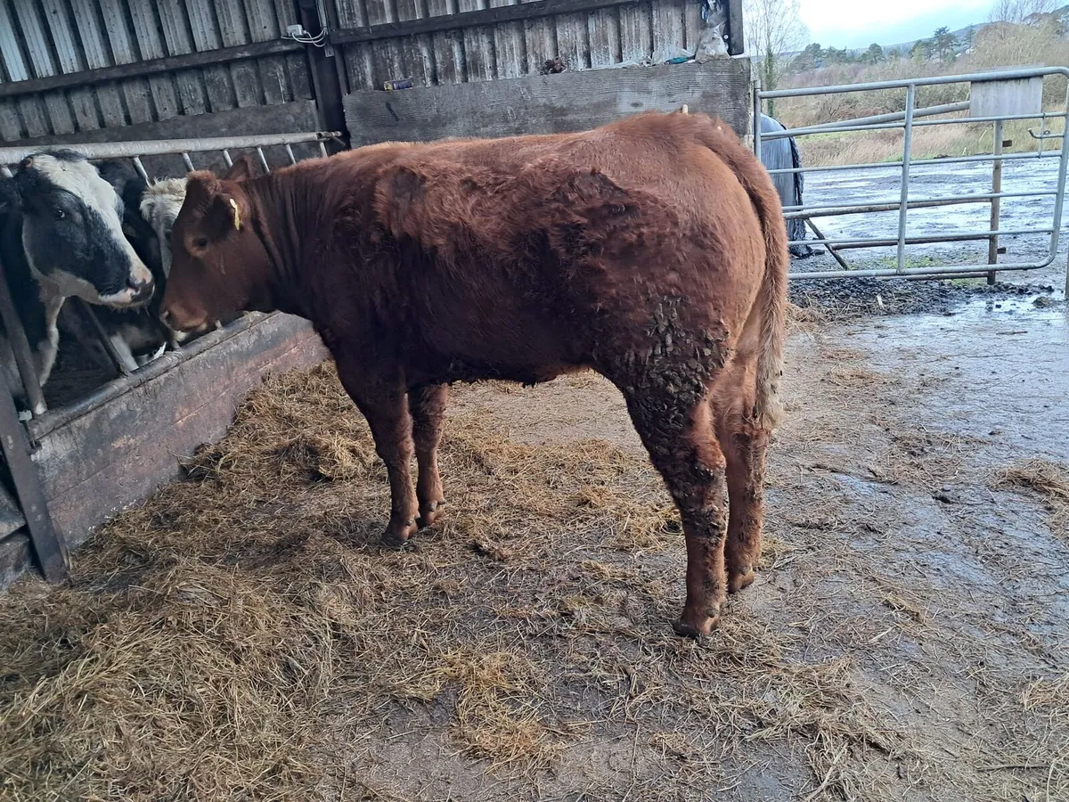 Serious breeding heifer - Image 3