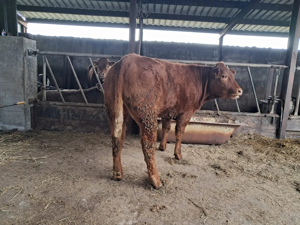 Serious breeding heifer - Image 4