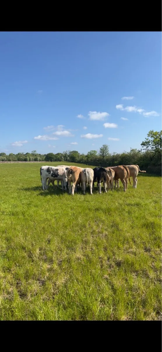 Land wanted for summer grazing