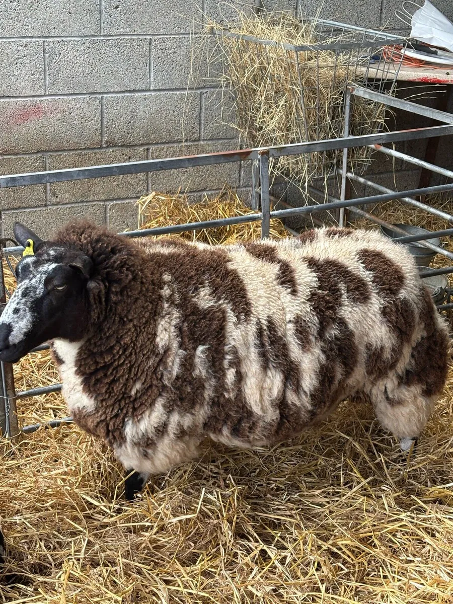 PRR Dutch Spotted in lamb ewe - Image 1