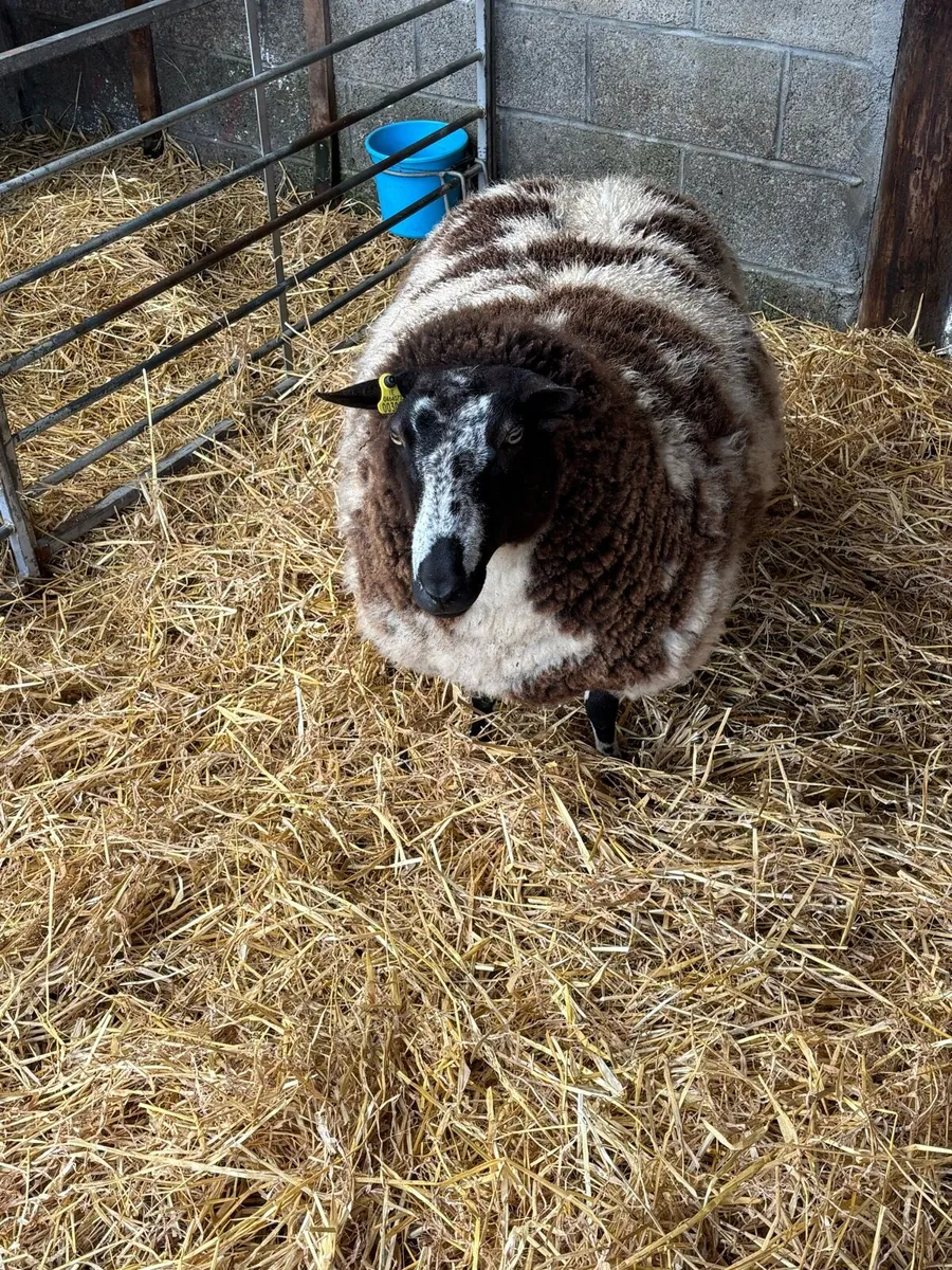 PRR Dutch Spotted in lamb ewe - Image 2