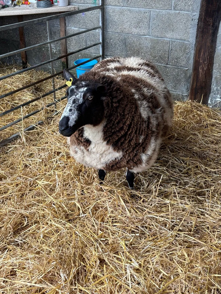 PRR Dutch Spotted in lamb ewe - Image 3