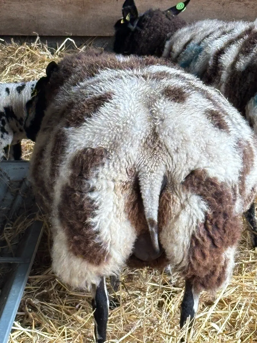 PRR Dutch Spotted in lamb ewe - Image 4