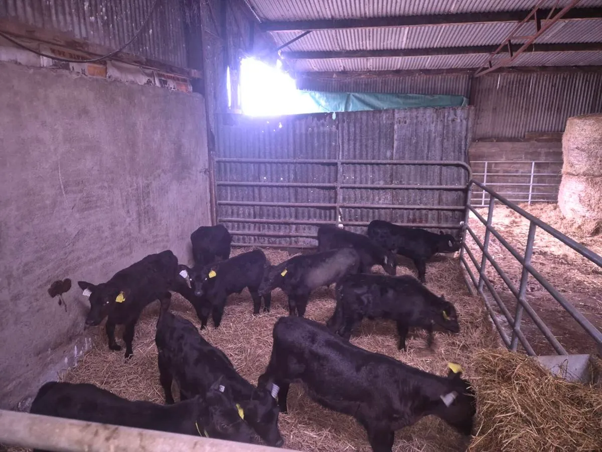 Angus calves - Image 1