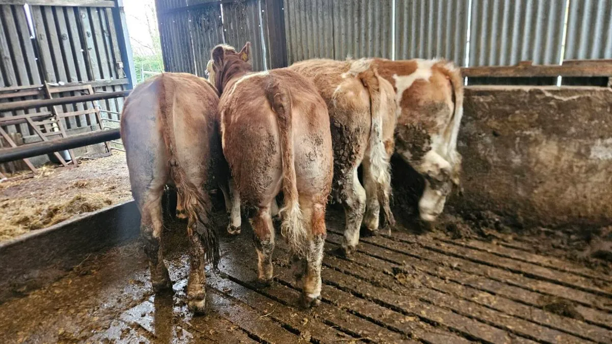 Simmental Replacement Heifers - Image 1
