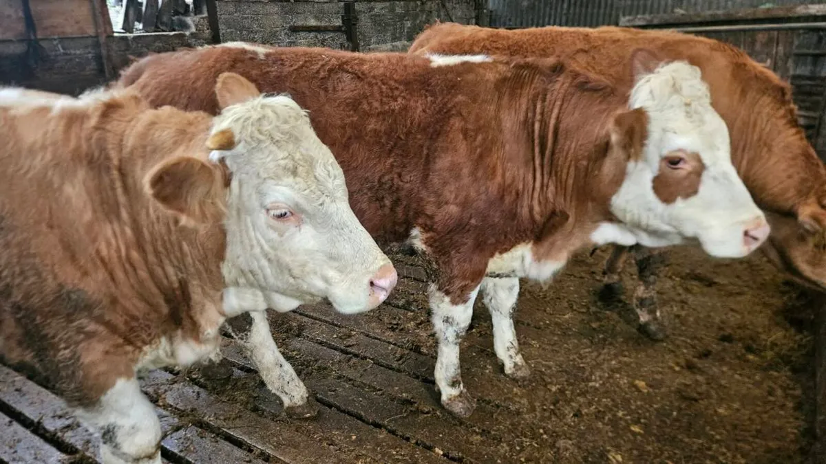 Simmental Replacement Heifers - Image 2