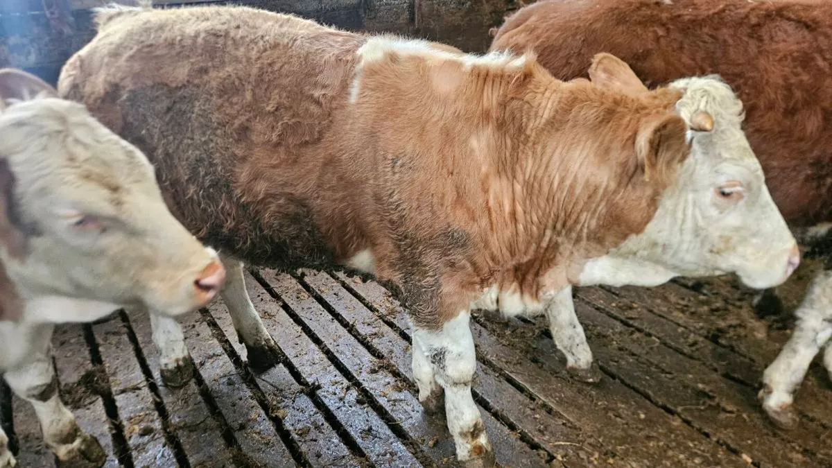 Simmental Replacement Heifers - Image 3