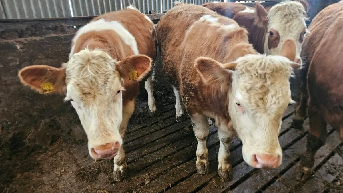 Simmental Replacement Heifers - Image 4