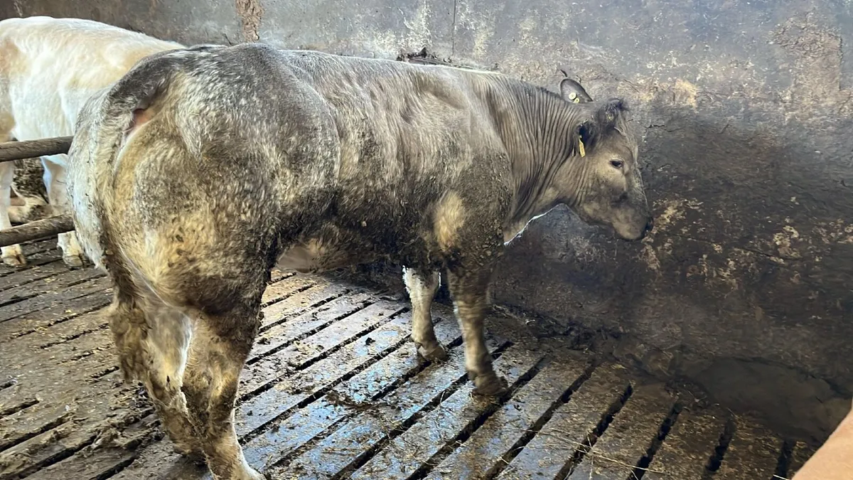 Two show Charolais x heifers - Image 4