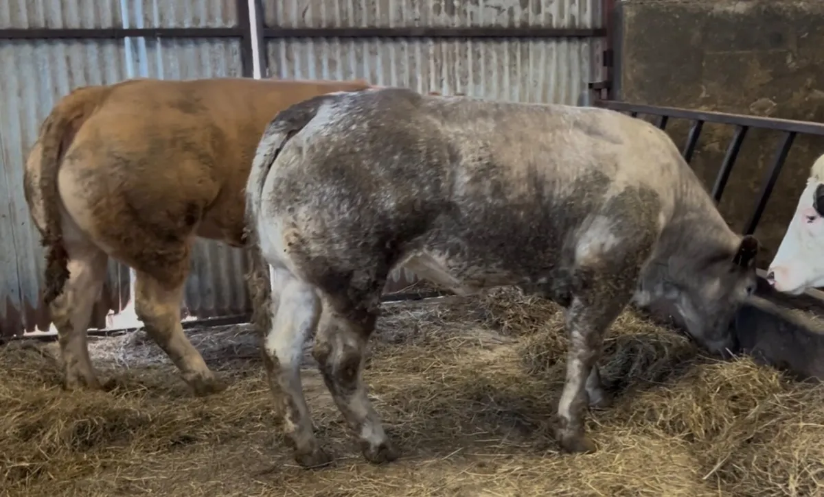 Two show Charolais x heifers - Image 2