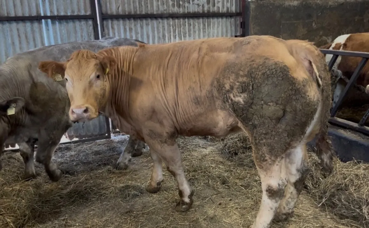 Two show Charolais x heifers - Image 3
