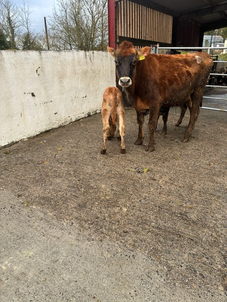 Jersey Heifer with 2 Bull calves - Image 2