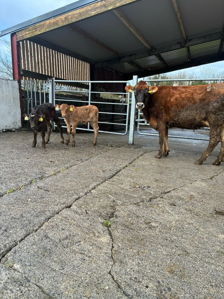 Jersey Heifer with 2 Bull calves - Image 1