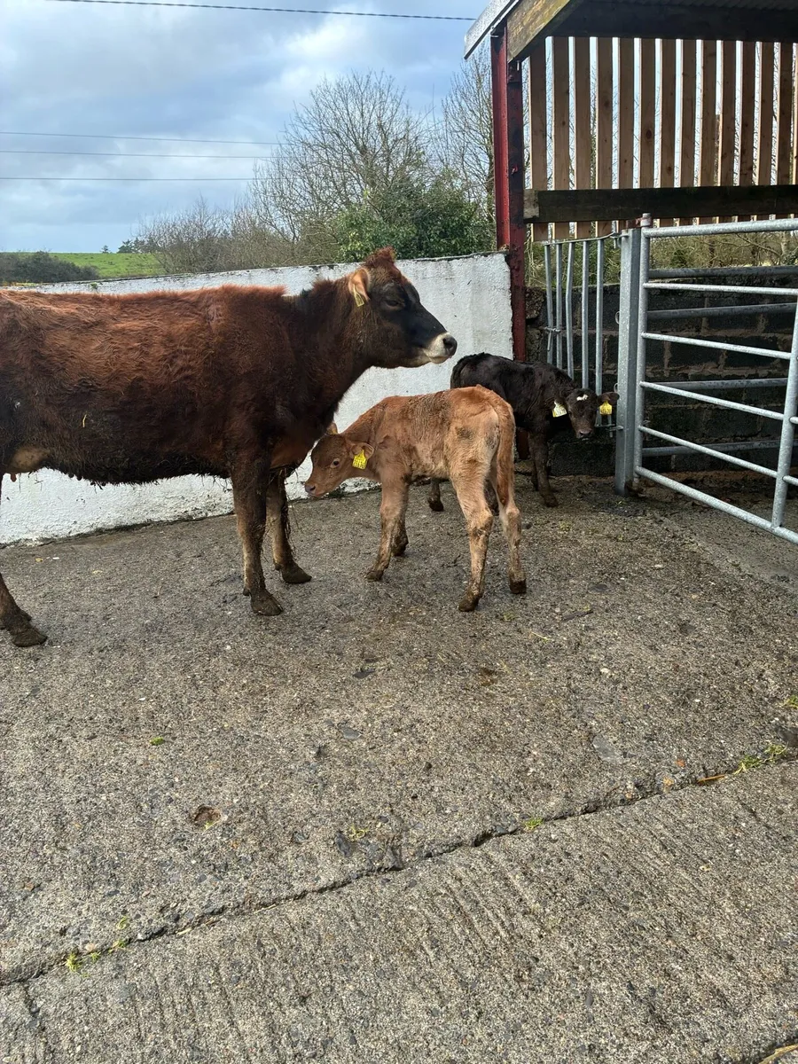 Jersey Heifer with 2 Bull calves - Image 3